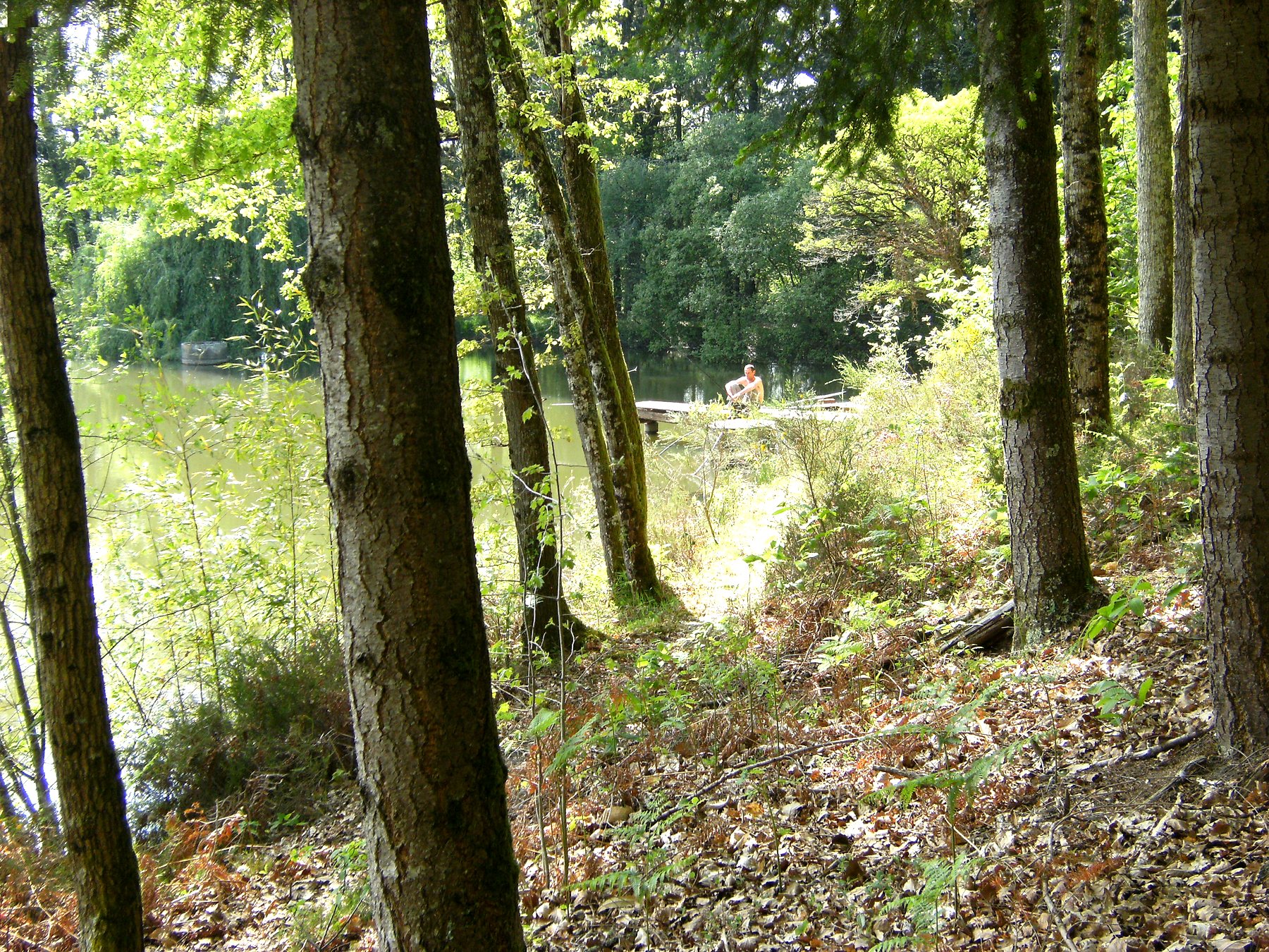 Jeunes feuilles de la forêt privée — propriété avec étang et forêt à vendre en Charente