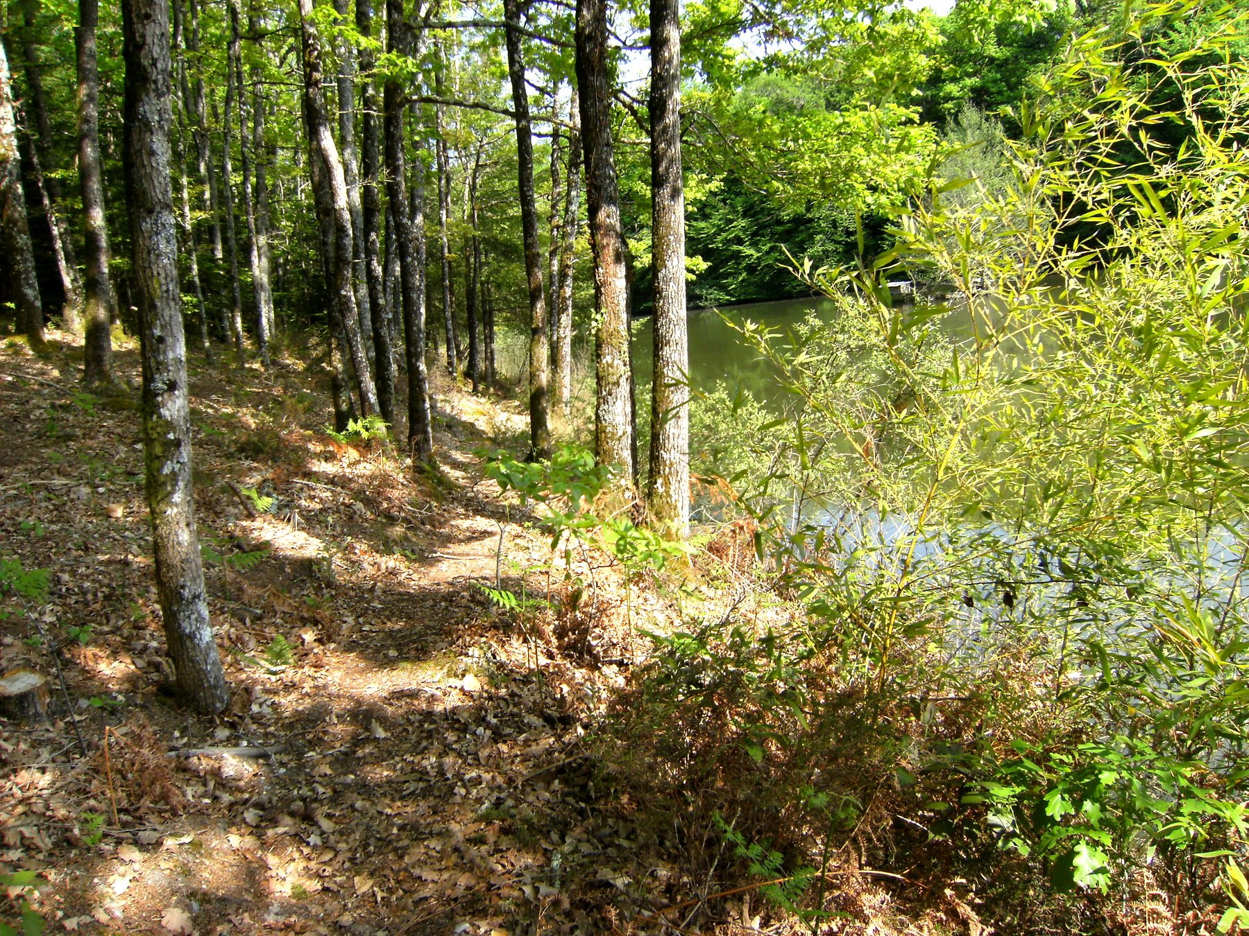 Sous-bois au printemps — propriété avec étang et forêt à vendre en Charente