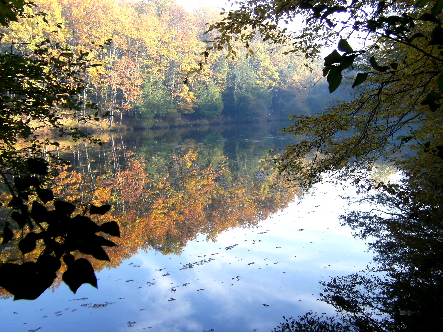 L'étang miroir reflétant la forêt en automne — propriété avec étang et forêt à vendre en Charente