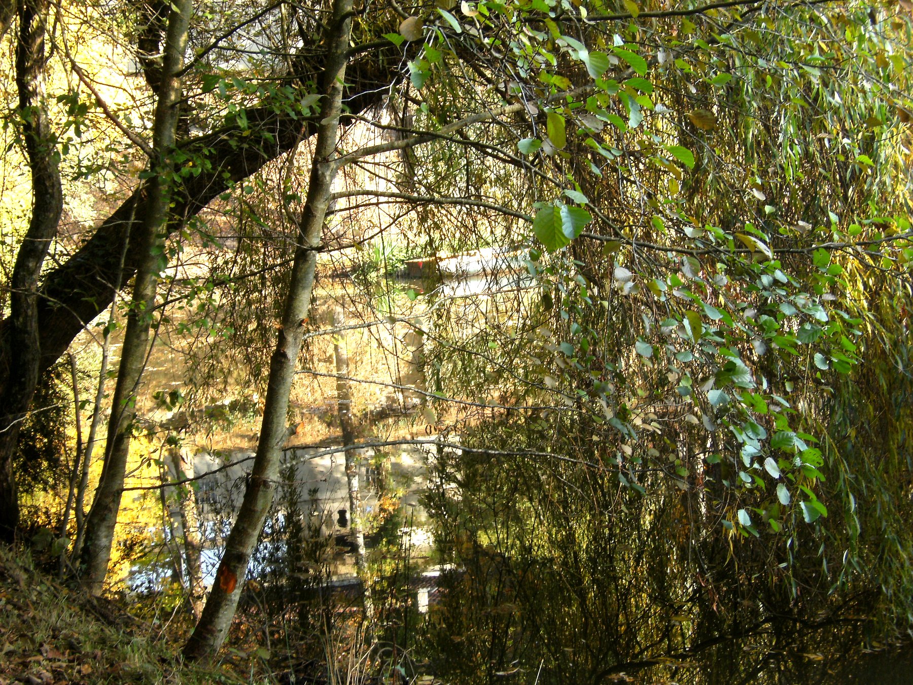 Roseaux et reflets verts de l'étang au printemps — propriété avec étang et forêt à vendre en Charente