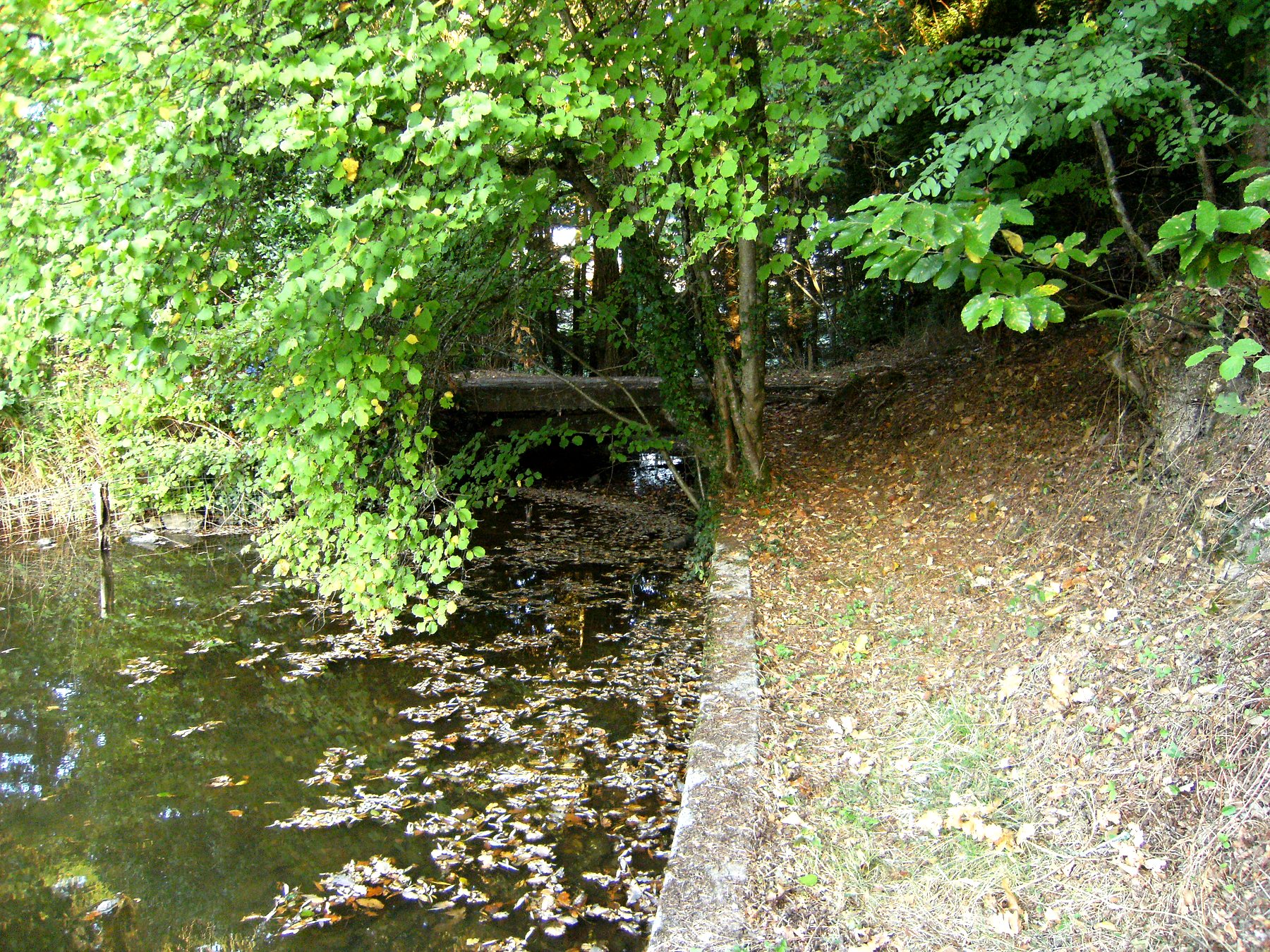 Rive de l'étang sous la voûte verte des arbres — propriété avec étang et forêt à vendre en Charente