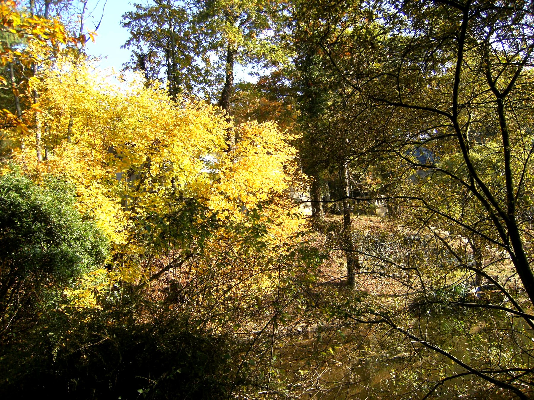 Feuillages dorés de la forêt du domaine — propriété avec étang et forêt à vendre en Charente