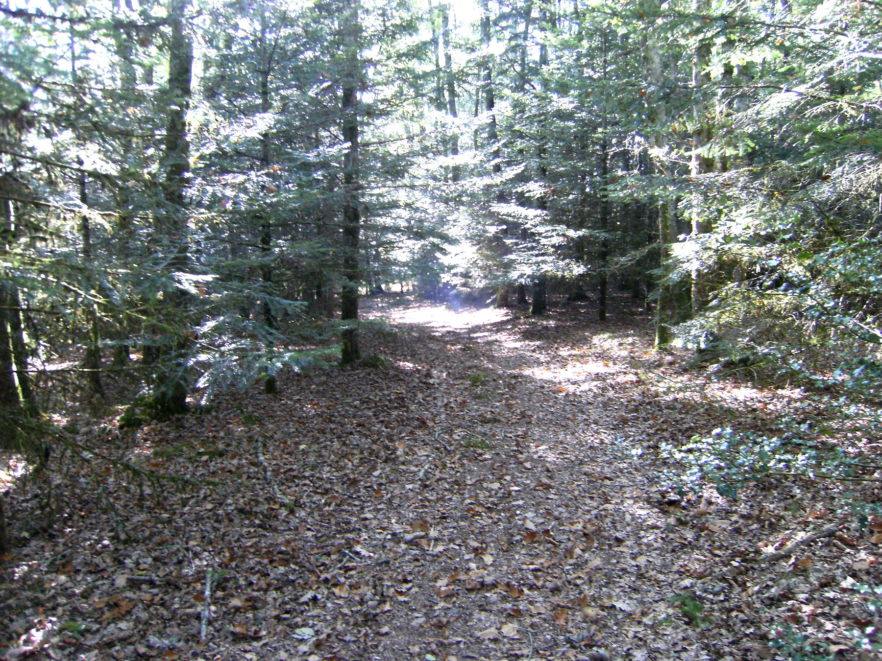Forêt privée aux feuillages verts du printemps — propriété avec étang et forêt à vendre en Charente